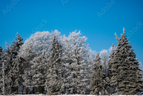 Obraz na płótnie Winter landscape with snow and frost.
w salonie