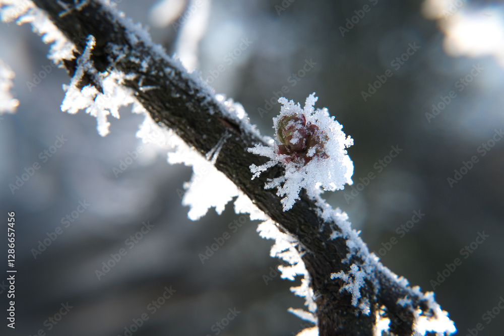 Branches covered with frost, winter.