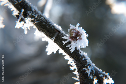 Obraz na płótnie Branches covered with frost, winter.
w salonie