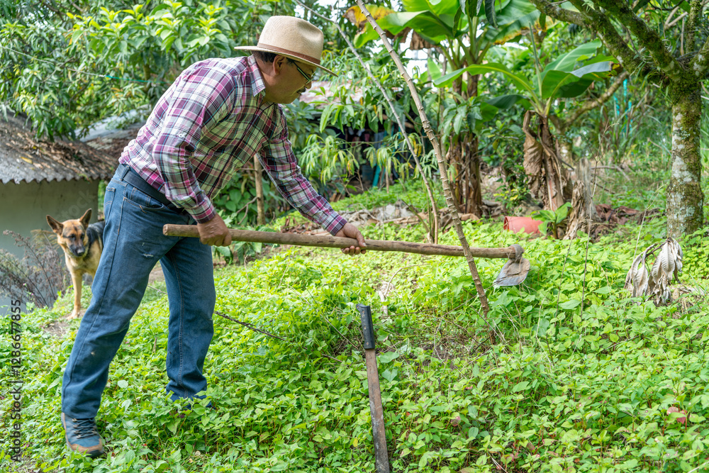 farmer using a hoe to plow the land and grow tubers farmer using a hoe to plow the land and grow tubers