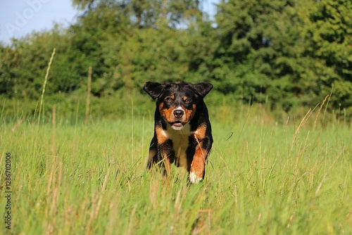 cute appenzeller sennenhund on a green meadow starts to run