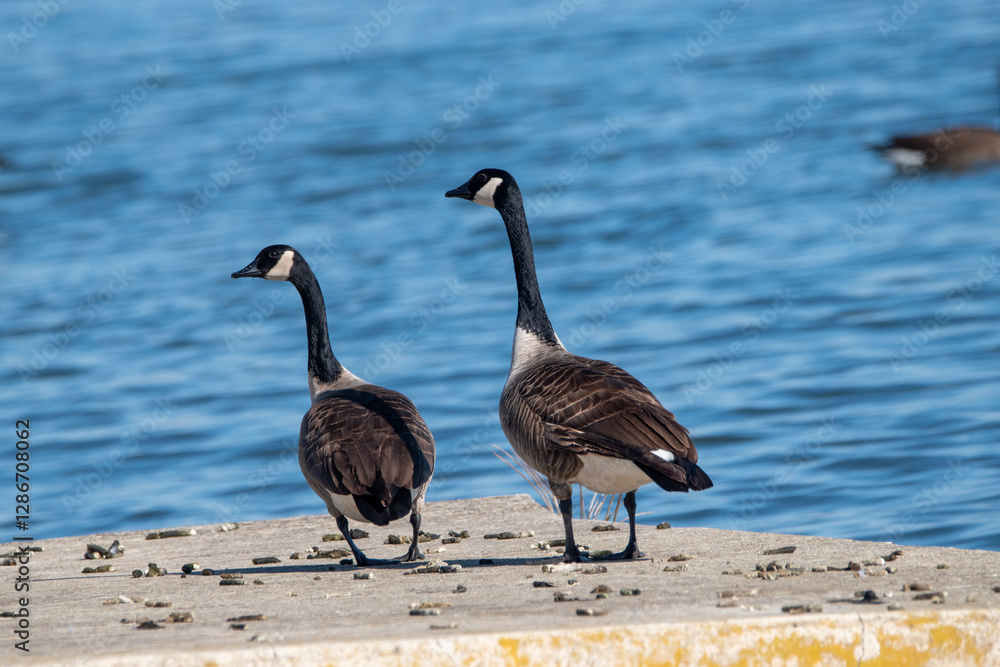Fototapeta premium canada goose family