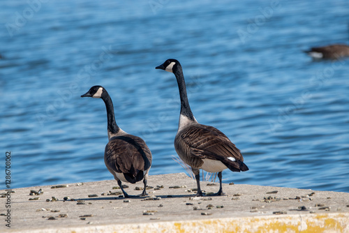 canada goose family