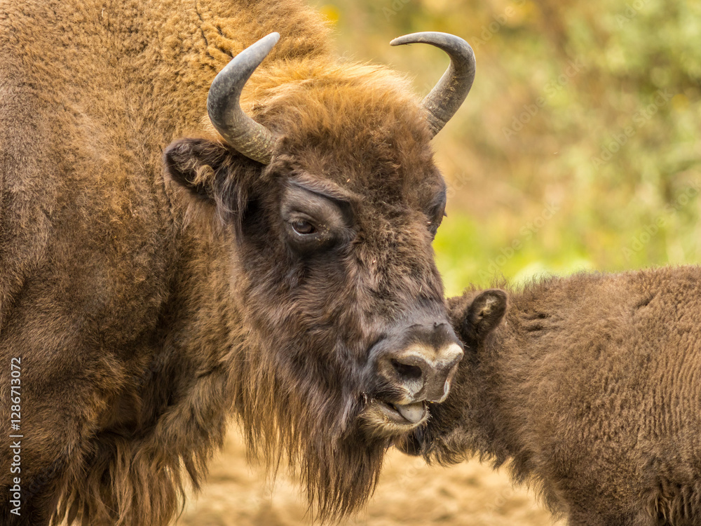 female wisent with cub, european bison, bison, bos, bonasus, female, cub, calf, horns, fur, portrait female wisent with cub, european bison, bison, bos, bonasus, female, cub, calf, horns, fur, portrait