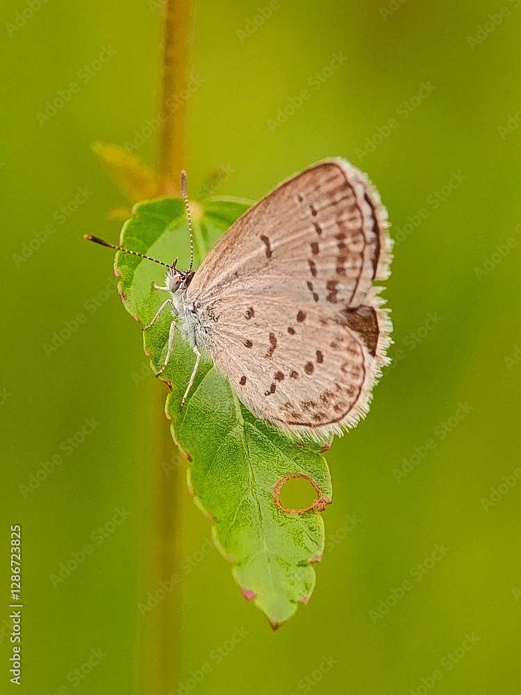 The perched brown butterfly is very calm The perched brown butterfly is very calm