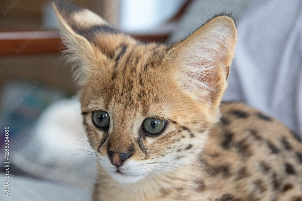 Obraz premium Savannah F1 HP Kitten resting in the house The Savannah is a breed of hybrid cat developed in the late 20th century from crossing a serval (Leptailurus serval) with a domestic cat
