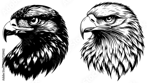 Black and white eagle and hawk head illustration, fierce bird of prey vector art, wildlife tattoo design, hand-drawn ink sketch. generated with ai vector art