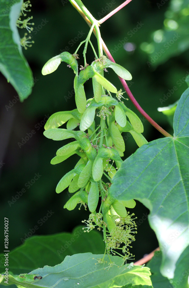 Obraz premium Pseudo-sycamore maple (Acer pseudoplatanus) growing in nature