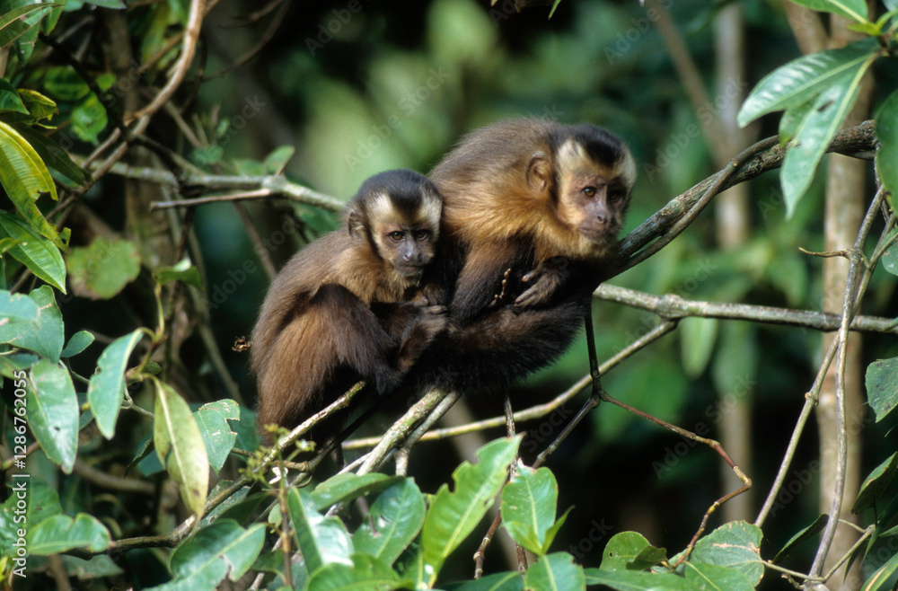 Fototapeta premium Singe capussin, Cebus apella, Perou