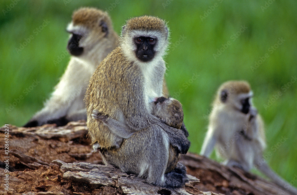 Singe vervet, Cercopithecus aethiops, Kenya Singe vervet, Cercopithecus aethiops, Kenya
