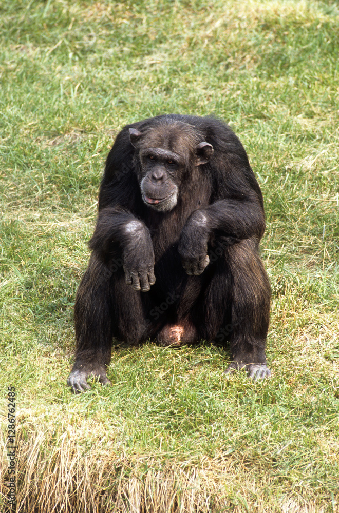 Singe chimpanzé, Pan troglodytes, Tanzanie Singe chimpanzé, Pan troglodytes, Tanzanie