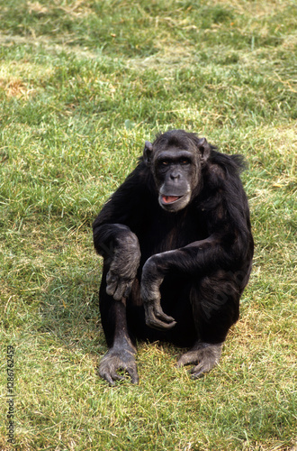 Singe chimpanzé, Pan troglodytes, Tanzanie