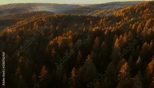 Arial shot of the forest with sunset background.