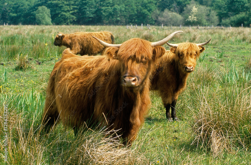 vache Highland, Marais Vernier, Eure, 27, Normandie, France vache Highland, Marais Vernier, Eure, 27, Normandie, France