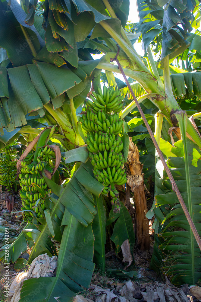Bunch of green and yellow bananas in the garden. Turkey - Alanya