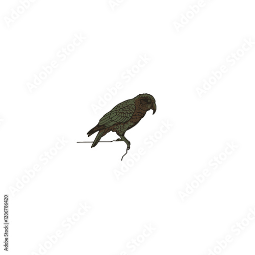 Kea Bird Vector Logo Design