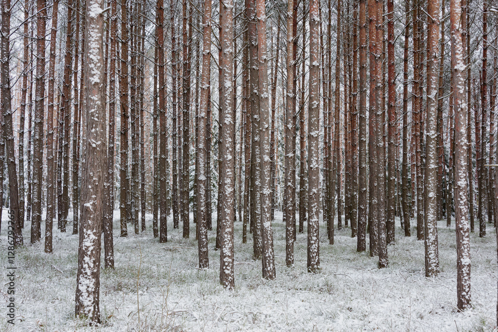 Zima w wysokim, sosnowym lesie. Ziemię i gałęzie drzew pokryte są warstwą białego śniegu.