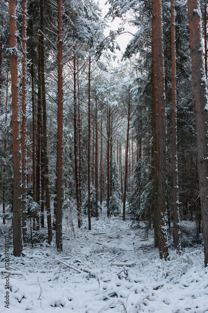 Zima w wysokim, sosnowym lesie. Ziemię i gałęzie drzew pokryte są warstwą białego śniegu.