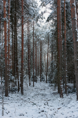 Obraz na płótnie Zima w wysokim, sosnowym lesie. Ziemię i gałęzie drzew pokryte są warstwą białego śniegu. w salonie