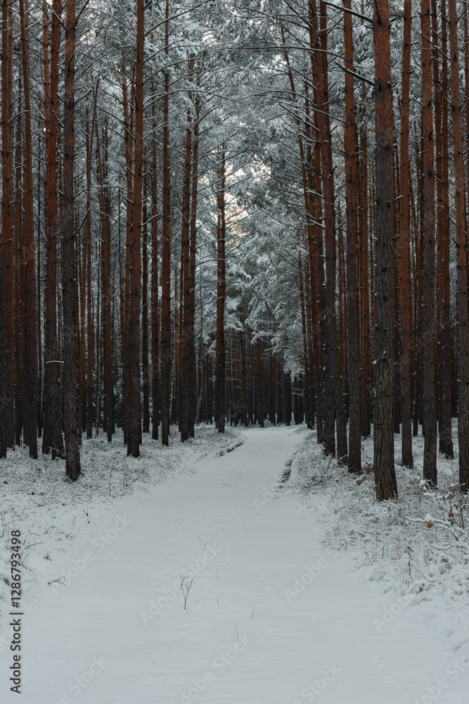 Droga w sosnowym, wysokim lesie zimą. Ziemię i gałęzie drzew pokryte są warstwą białego śniegu.