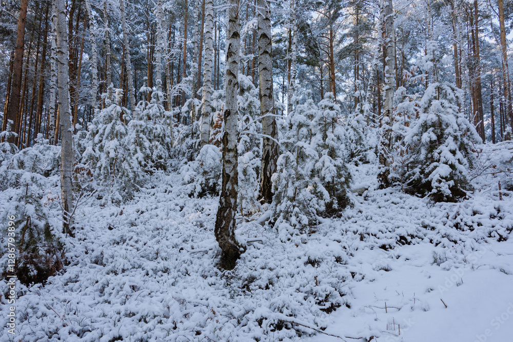 Zima w wysokim, sosnowym lesie. Ziemię i gałęzie drzew pokryte są warstwą białego śniegu.
