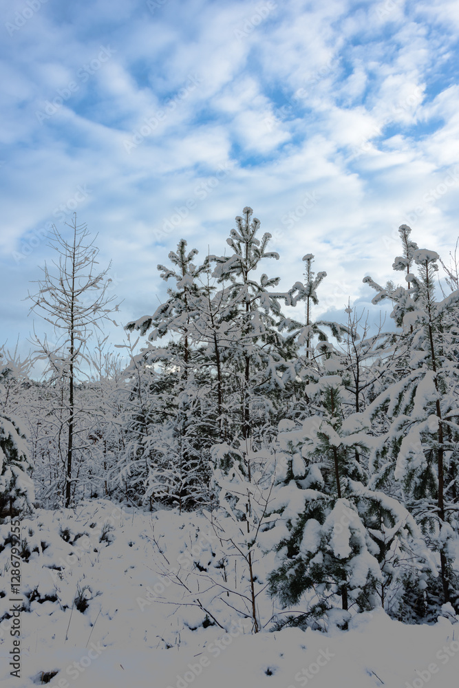 Zima w wysokim, sosnowym lesie. Ziemię i gałęzie drzew pokryte są warstwą białego śniegu.