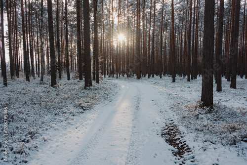 Droga w sosnowym, wysokim lesie zimą. Ziemię i gałęzie drzew pokryte są warstwą białego śniegu. photo