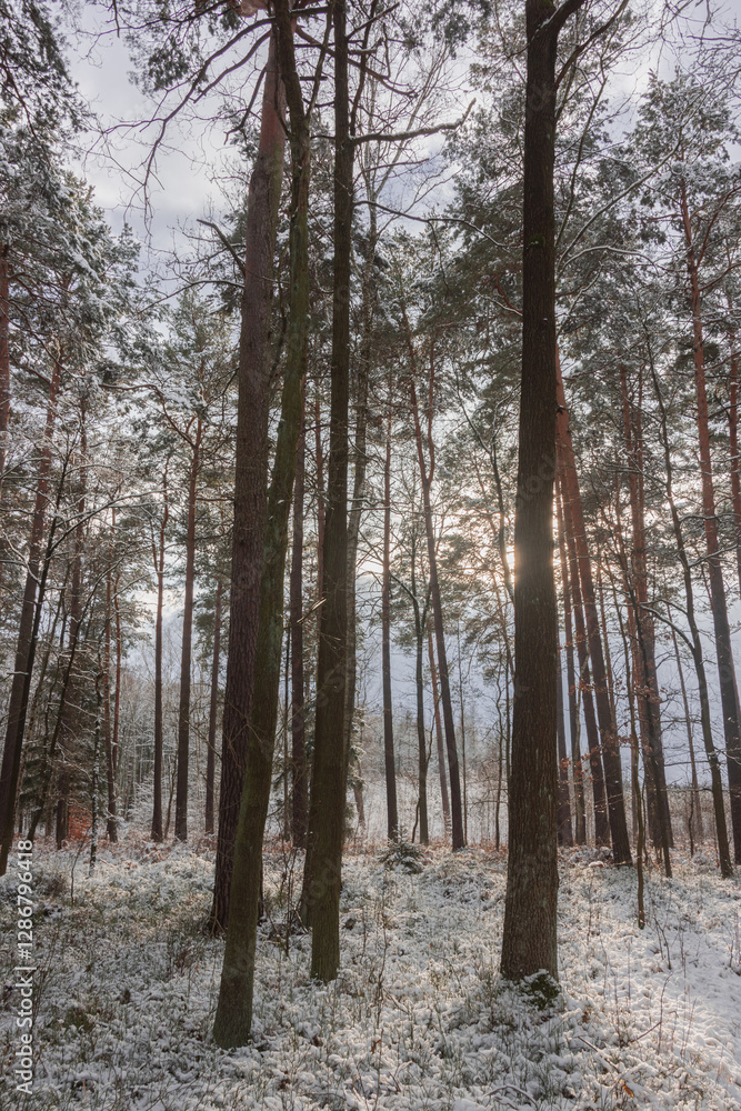 Zima w wysokim, sosnowym lesie. Ziemię i gałęzie drzew pokryte są warstwą białego śniegu.