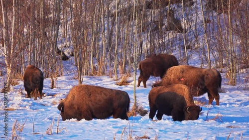 Bison Herd Grazing and Resting in Snowy Elk Island National Park in Winter
