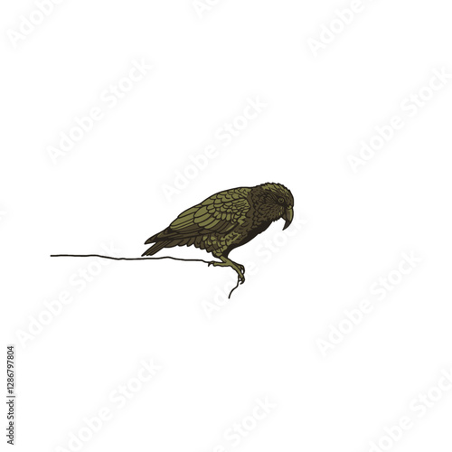 Kea Bird Vector Logo Design