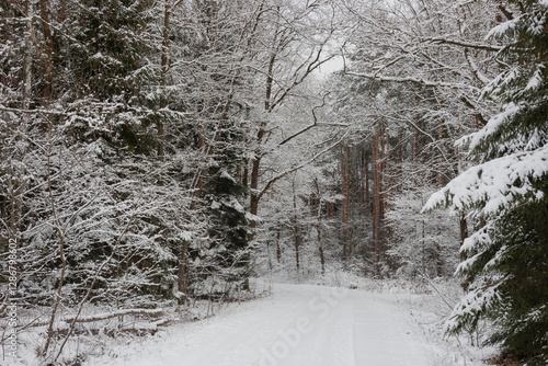 Droga w sosnowym, wysokim lesie zimą. Ziemię i gałęzie drzew pokryte są warstwą białego śniegu. photo