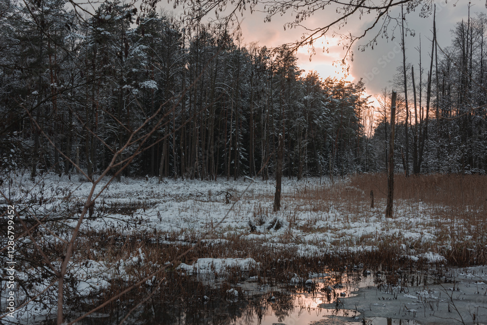 Leśne moczary w zimowy dzień. Naturalny rezerwuar wody. Drzewa pozbawione są liści. Brzegi i kępy trawy w wodzie pokrywa warstwa puszystego śniegu. Woda jest częściowo zamarznięta.