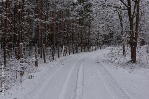 Droga w sosnowym, wysokim lesie zimą. Ziemię i gałęzie drzew pokryte są warstwą białego śniegu. photo