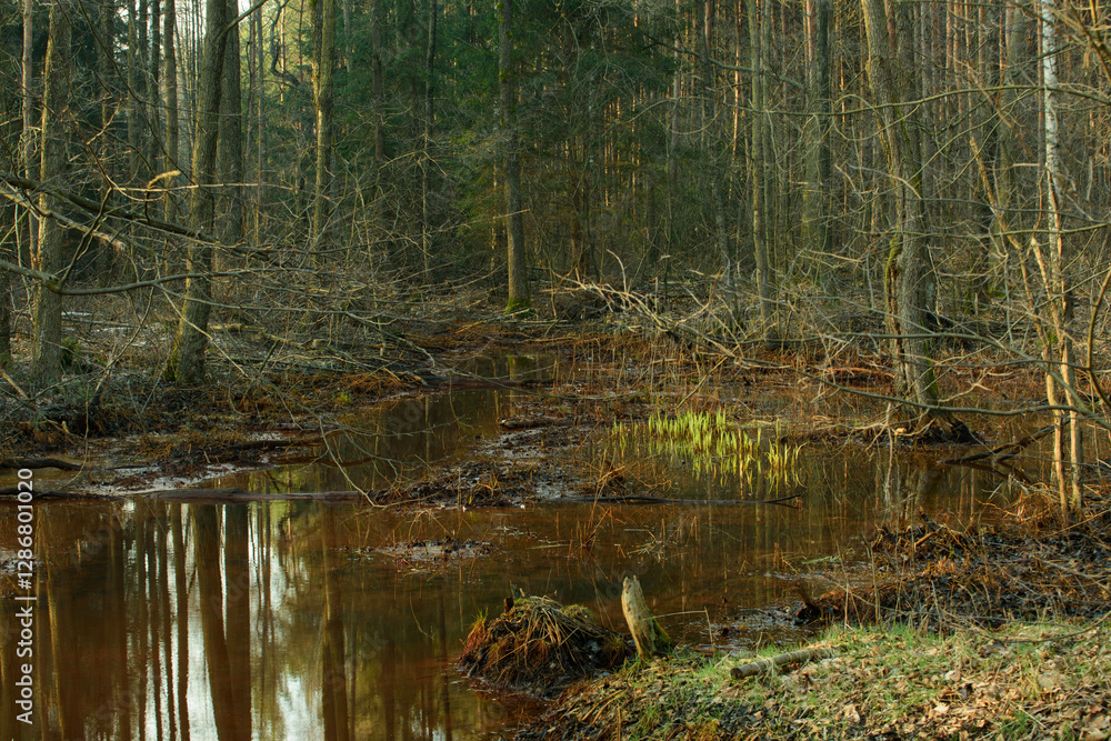 Bagna leśne w dzień bezśnieżny. Naturalny zbiornik wodny. Drzewa są pozbawione liści. Trawy i paprocie rosnące na brzegach są suche, żółte i brązowe.