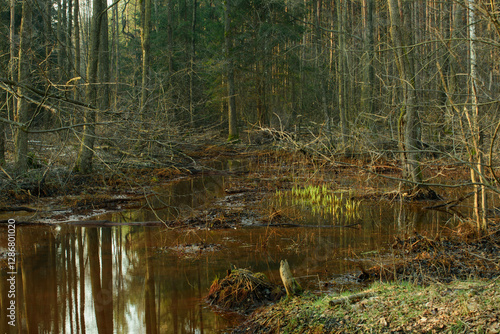 Obraz na płótnie Bagna leśne w dzień bezśnieżny. Naturalny zbiornik wodny. Drzewa są pozbawione liści. Trawy i paprocie rosnące na brzegach są suche, żółte i brązowe. w salonie