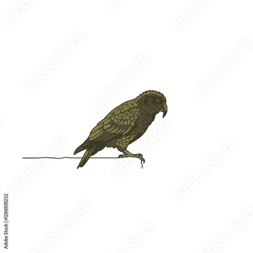 Kea Bird Vector Logo Design