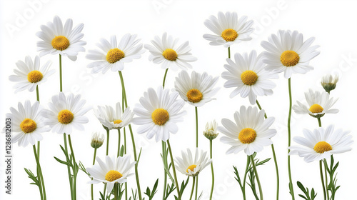 background, daisies