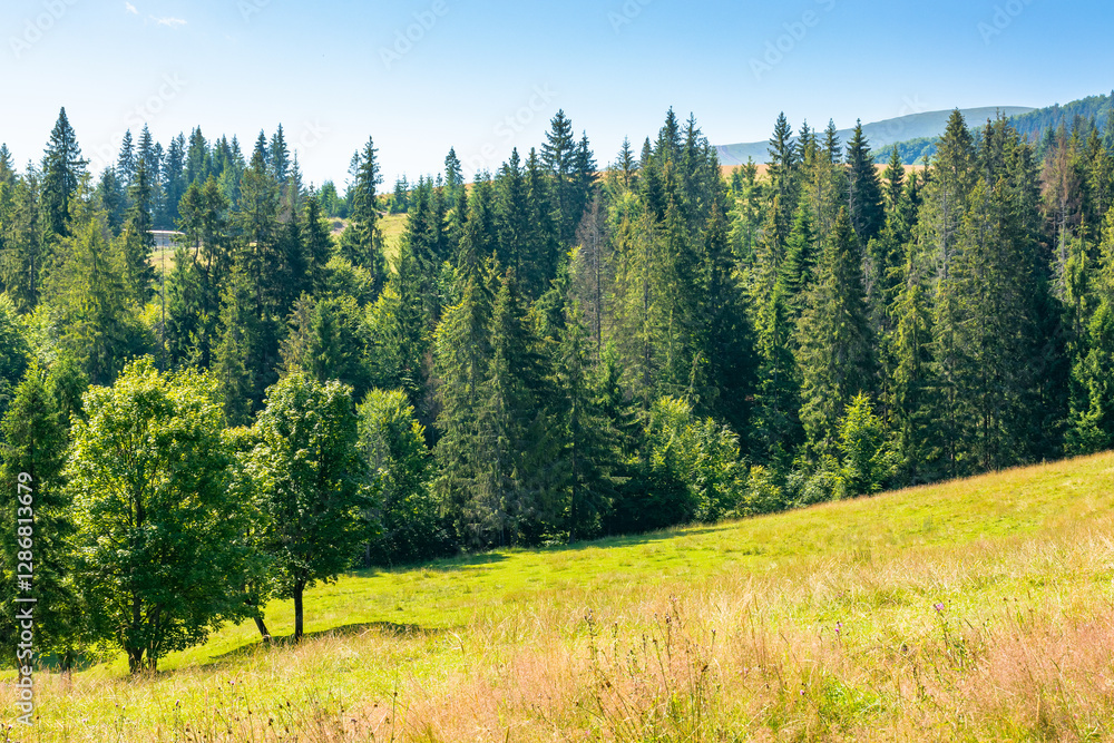 fir trees on the grassy slope of borzhava ridge. sunny day. beautiful landscape of carpathian mountains in summer. coniferous woodland