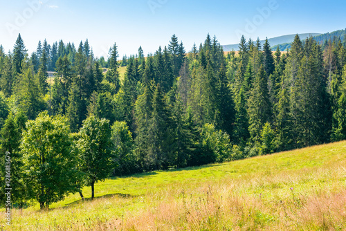 Obraz na płótnie fir trees on the grassy slope of borzhava ridge. sunny day. beautiful landscape of carpathian mountains in summer. coniferous woodland w salonie