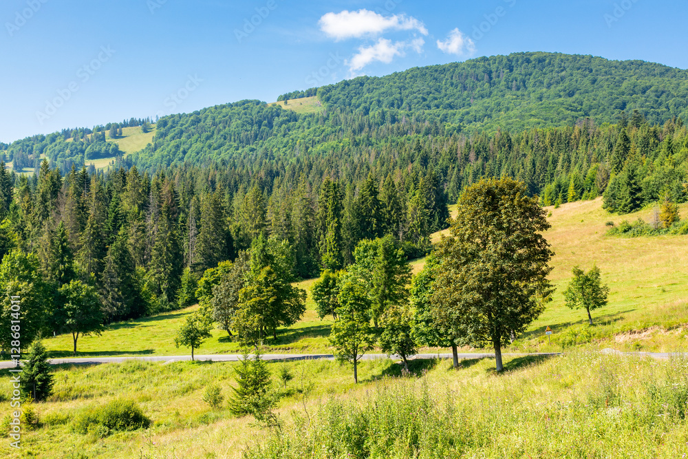 fir trees on the grassy slope of borzhava ridge. sunny day. beautiful landscape of carpathian mountains in summer. scenic view