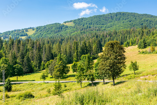Obraz na płótnie fir trees on the grassy slope of borzhava ridge. sunny day. beautiful landscape of carpathian mountains in summer. scenic view w salonie