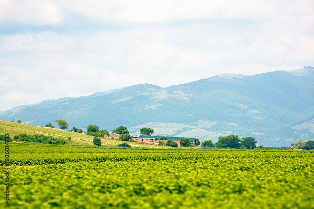 landscape with rural field. mountainous countryside of romania in summer. cloudy sky. natural environment place