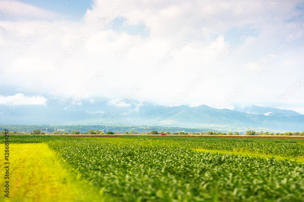 landscape with rural field. mountainous countryside of romania in summer. cloudy sky. beautiful view