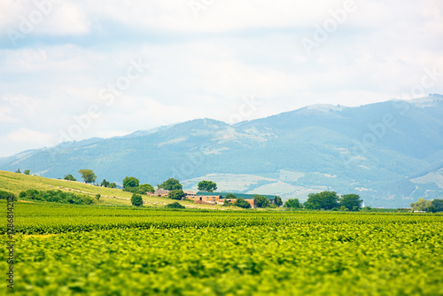 Obraz na płótnie landscape with rural field. mountainous countryside of romania in summer. cloudy sky. natural environment place w salonie