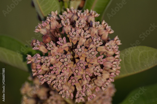 Close up image of the pink flowers of a Common Milkweed plant photo