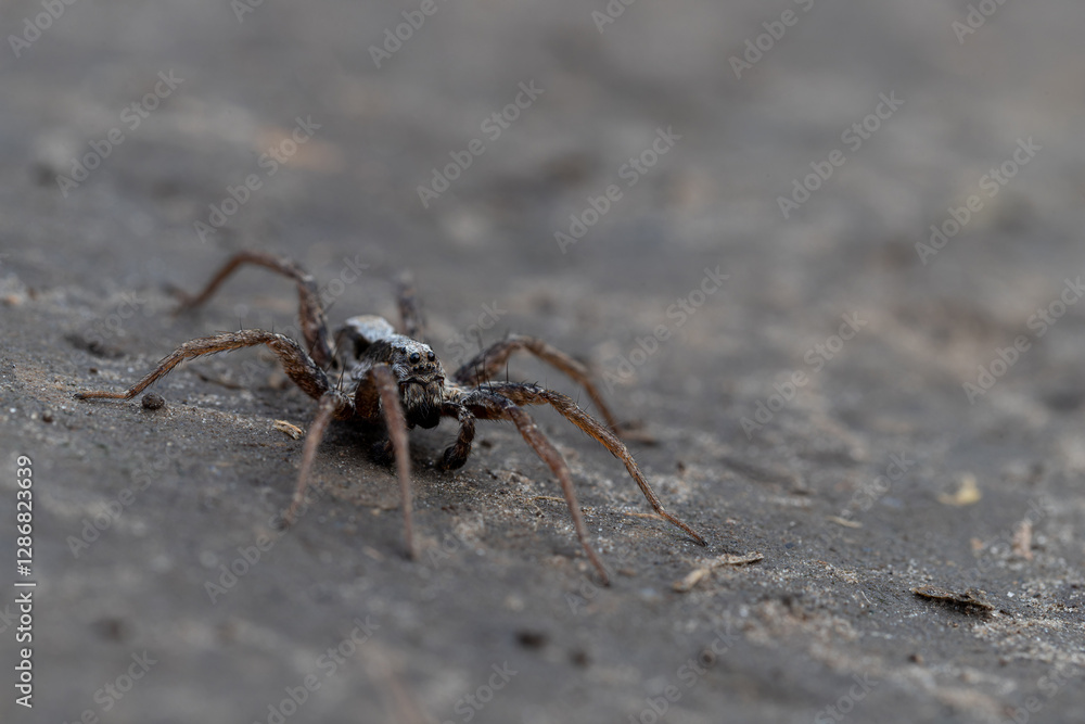 Macro portrait of a wolf spider Macro portrait of a wolf spider