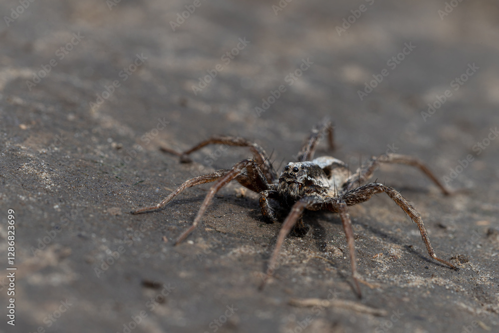 Macro portrait of a wolf spider Macro portrait of a wolf spider