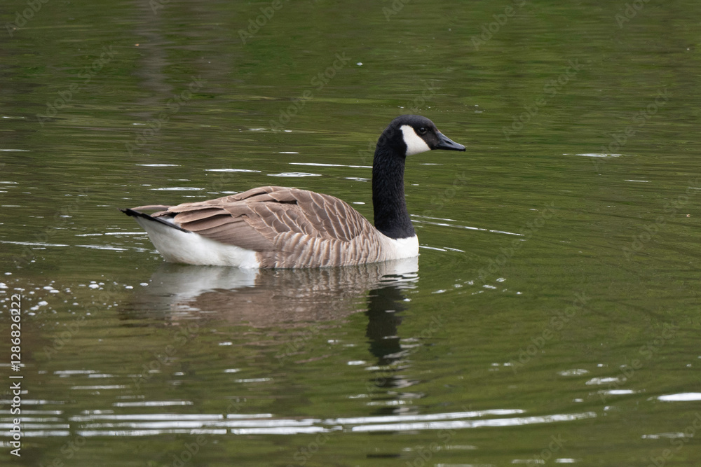 Bernache du Canada,.Branta canadensis, Canada Goose Bernache du Canada,.Branta canadensis, Canada Goose