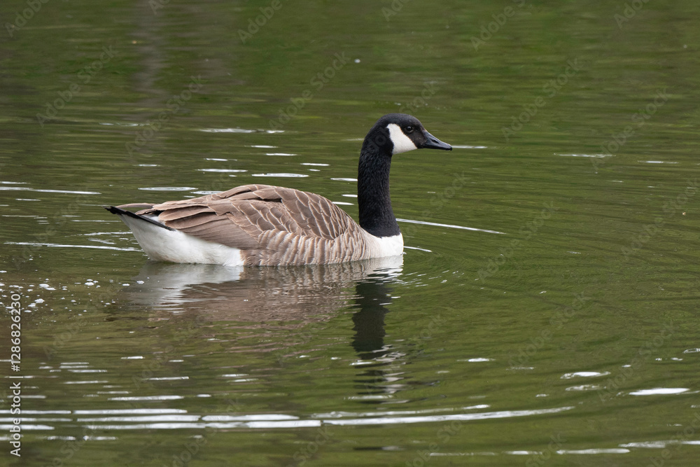 Bernache du Canada,.Branta canadensis, Canada Goose Bernache du Canada,.Branta canadensis, Canada Goose