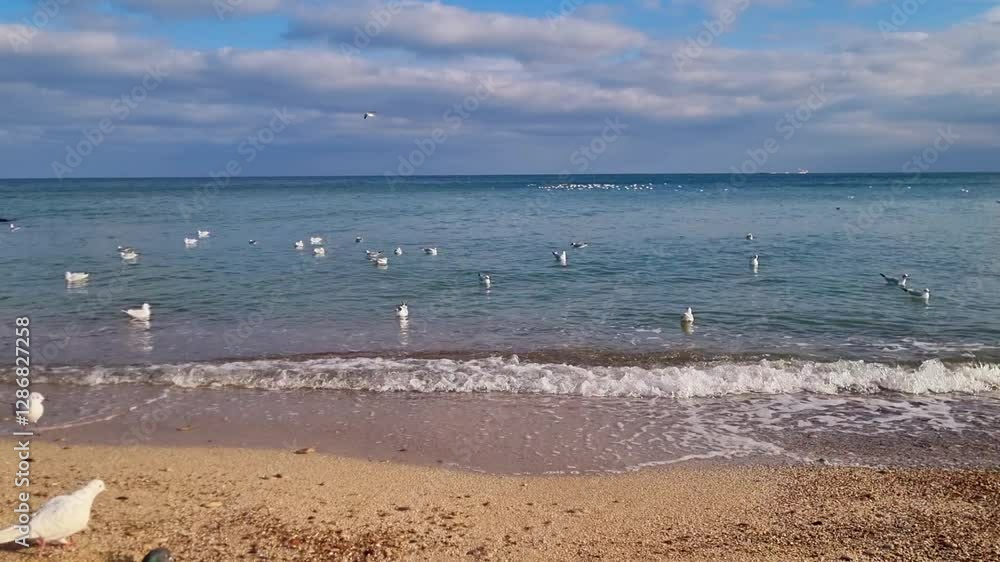 Seagulls and a pigeon at the seashore with gentle waves. Coastal scene with birds flying and floating on the water. Bird flying along the shore. Slow motion. Tranquil ocean and beach landscape.